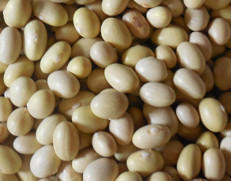 navy bean substitutes, navy beans substitutes, substitute navy beans, substitute for navy beans, substitution for navy beans, mayocoba beans