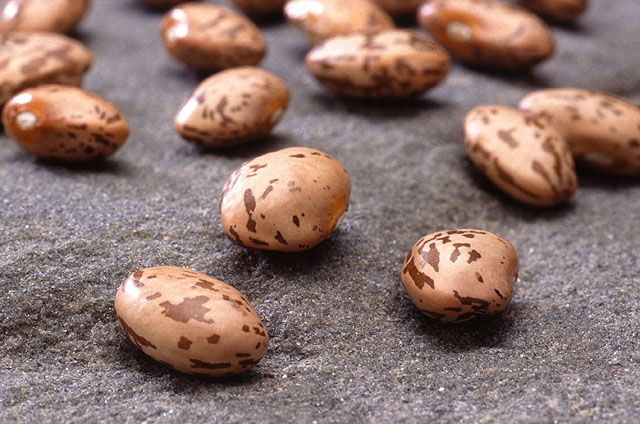 navy bean substitutes, navy beans substitutes, substitute navy beans, substitute for navy beans, substitution for navy beans, pinto beans