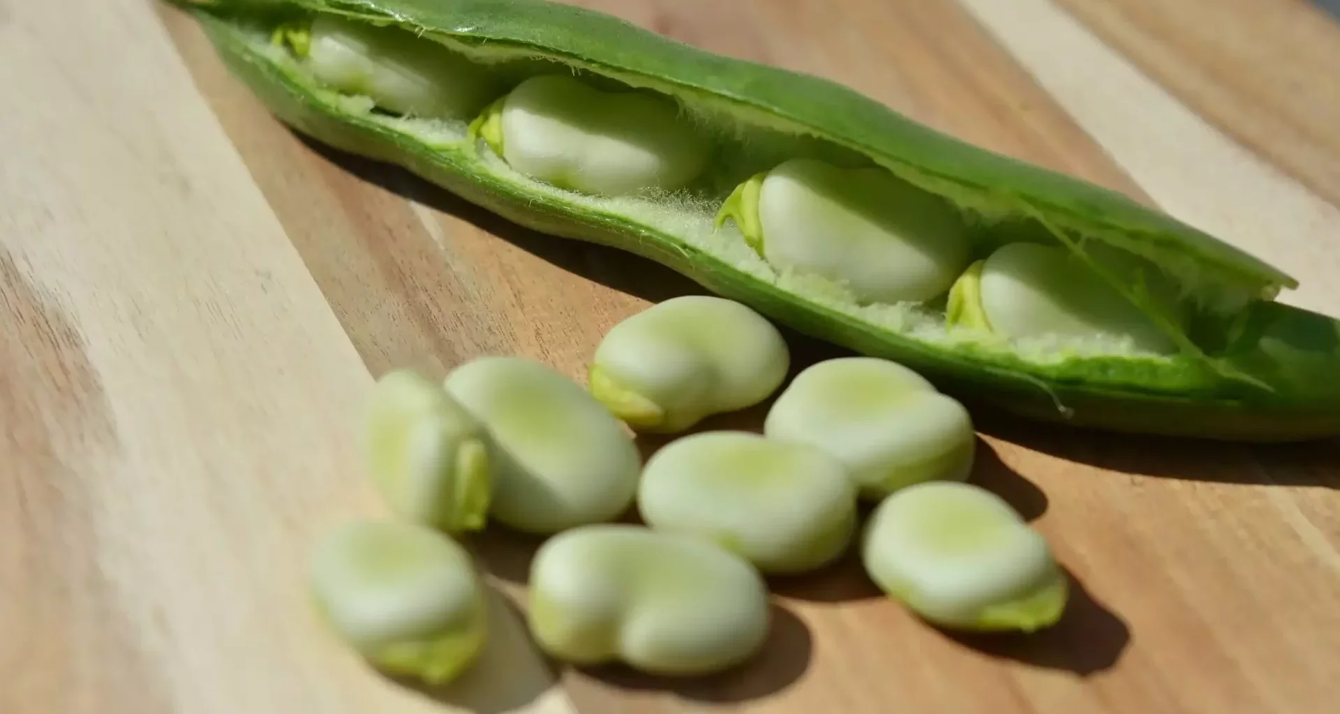 fava bean substitute, fava beans substitute, substitute for fava bean, substitute for fava beans, another name for fava beans, fava beans other names, fava bean replacement