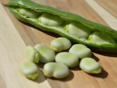 fava bean substitute, fava beans substitute, substitute for fava bean, substitute for fava beans, another name for fava beans, fava beans other names, fava bean replacement